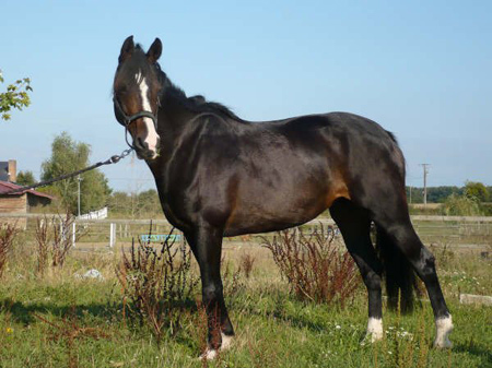 cheval randonnee a vendre